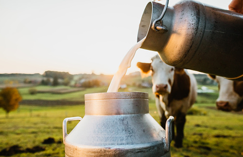 Cow & Buffalo Milk